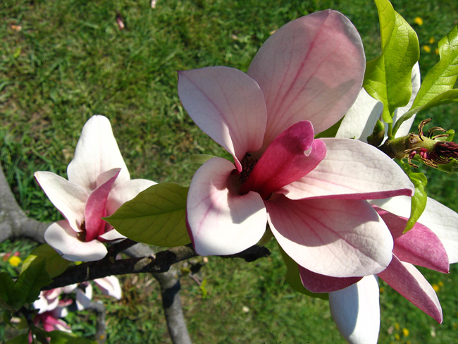 Живая фотография