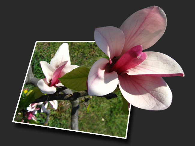 Живая фотография